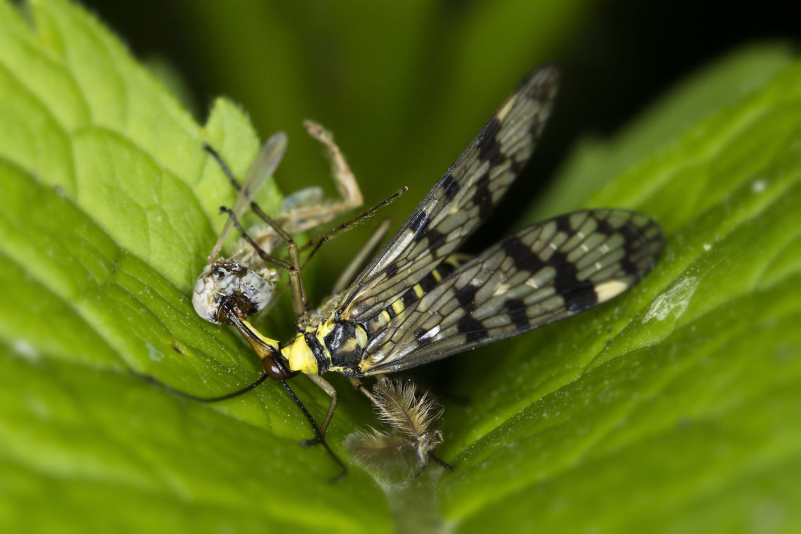 Scorpion fly Eat tasty. I&#039;d rather sit down, but yes, I do not fly a scorpion. Common scorpionfly,Geotagged,Meadow Scorpionfly,Netherlands,Panorpa,Panorpa vulgaris,Spring