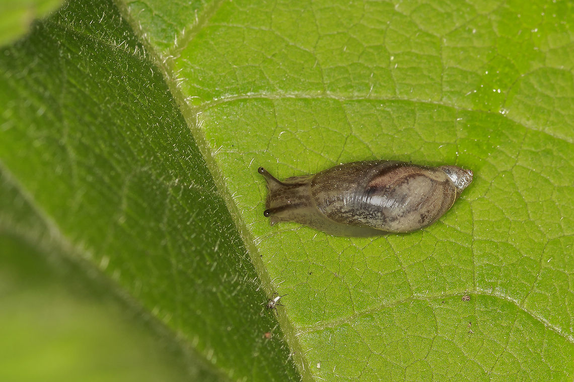 Snail I really have no idea what kind of snail this is. Geotagged,Netherlands,Spring