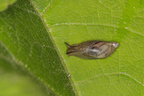 Snail I really have no idea what kind of snail this is. Geotagged,Netherlands,Spring