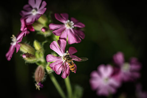 Marmalade Hoverfly  Episyrphus balteatus,Geotagged,Netherlands,Spring
