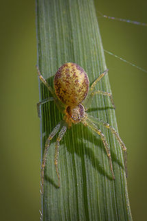 Philodromus albidus  Geotagged,Netherlands,Philodromus albidus,Spring