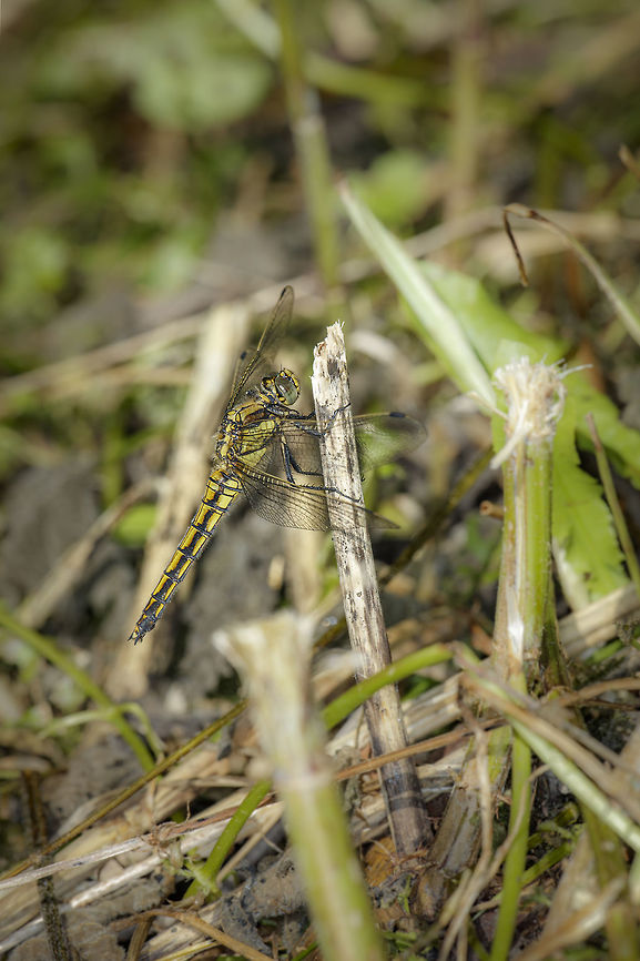 Orthetrum cancellatum If I'm correct, this is a female, is that right? Black-tailed skimmer,Geotagged,Netherlands,Orthetrum cancellatum,Spring