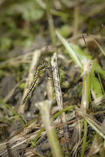 Orthetrum cancellatum If I'm correct, this is a female, is that right? Black-tailed skimmer,Geotagged,Netherlands,Orthetrum cancellatum,Spring