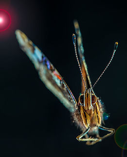 Butterfly  Fall,Geotagged,Netherlands,Red Admiral,Vanessa atalanta