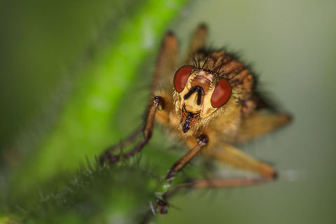 Scathophaga stercoraria  Geotagged,Golden dung fly,Netherlands,Scathophaga stercoraria,Spring