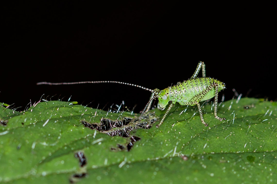 Grasshopper Unfortunately, I do not really know what kind of grasshopper this is, sorry. Geotagged,Leptophyes punctatissima,Netherlands,Speckled bush-cricket,Spring