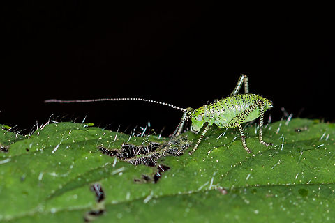 Grasshopper Unfortunately, I do not really know what kind of grasshopper this is, sorry. Geotagged,Leptophyes punctatissima,Netherlands,Speckled bush-cricket,Spring