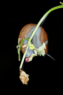 Limax maximus?? In Dutch, this snail is called "Grote aardslak". If I have looked good. Geotagged,Netherlands,Summer