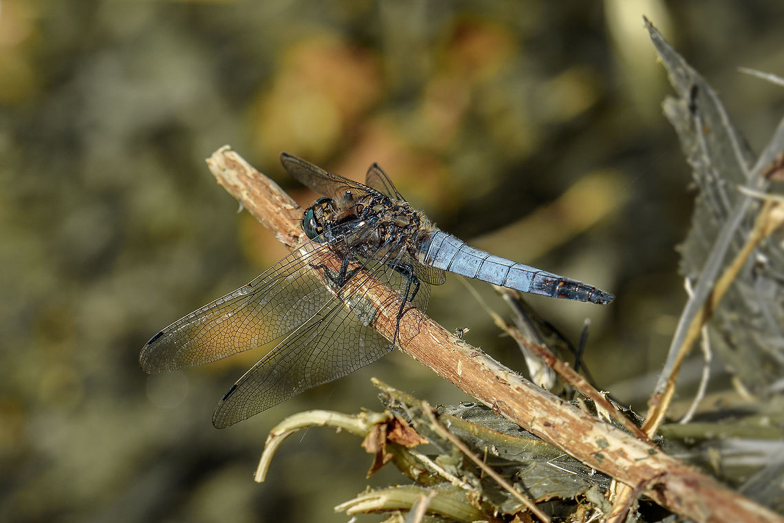 Libellula fulva  Geotagged,Libellula fulva,Netherlands,Scarce Chaser,Summer