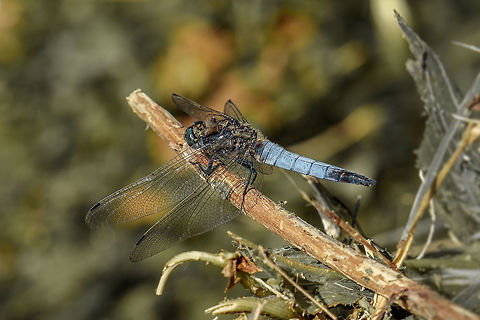 Libellula fulva  Geotagged,Libellula fulva,Netherlands,Scarce Chaser,Summer