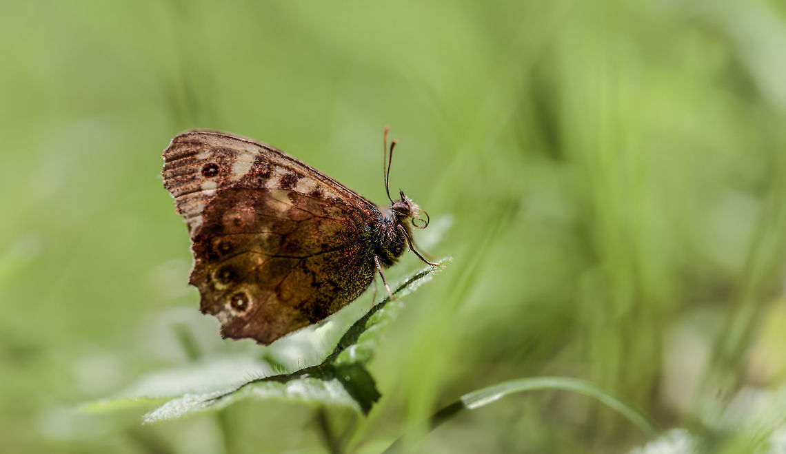 Butterfly Unfortunately, I can not find what kind of butterfly it is, but maybe one of you knows it? Geotagged,Netherlands,Pararge aegeria,Speckled Wood,Summer