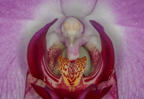 Orchidee (but different)  Geotagged,Netherlands,Summer