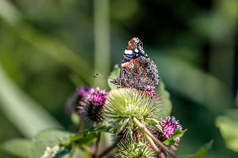 Red Admiral  Geotagged,Netherlands,Red Admiral,Summer,Vanessa atalanta