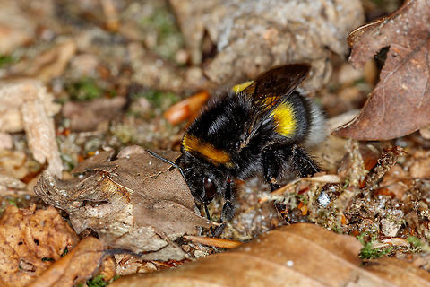 bumblebee For those who think this bumblebee is dead, it's wrong. This was digging in the ground but I really do not know why. Bombus terrestris,Geotagged,Netherlands,Summer