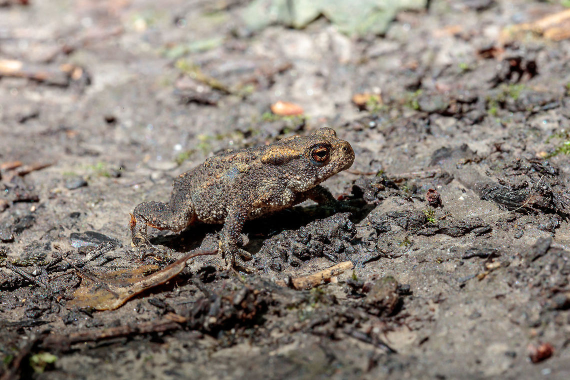 Common Toad This little frog was only &plusmn; 25 mm long. I&#039;ve searched JungleDragen but can not figure out what kind of it is! Bufo bufo,Common toad,Geotagged,Netherlands,Summer