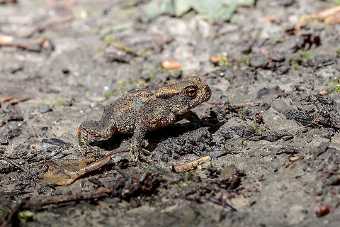 Common Toad This little frog was only &plusmn; 25 mm long. I've searched JungleDragen but can not figure out what kind of it is! Bufo bufo,Common toad,Geotagged,Netherlands,Summer