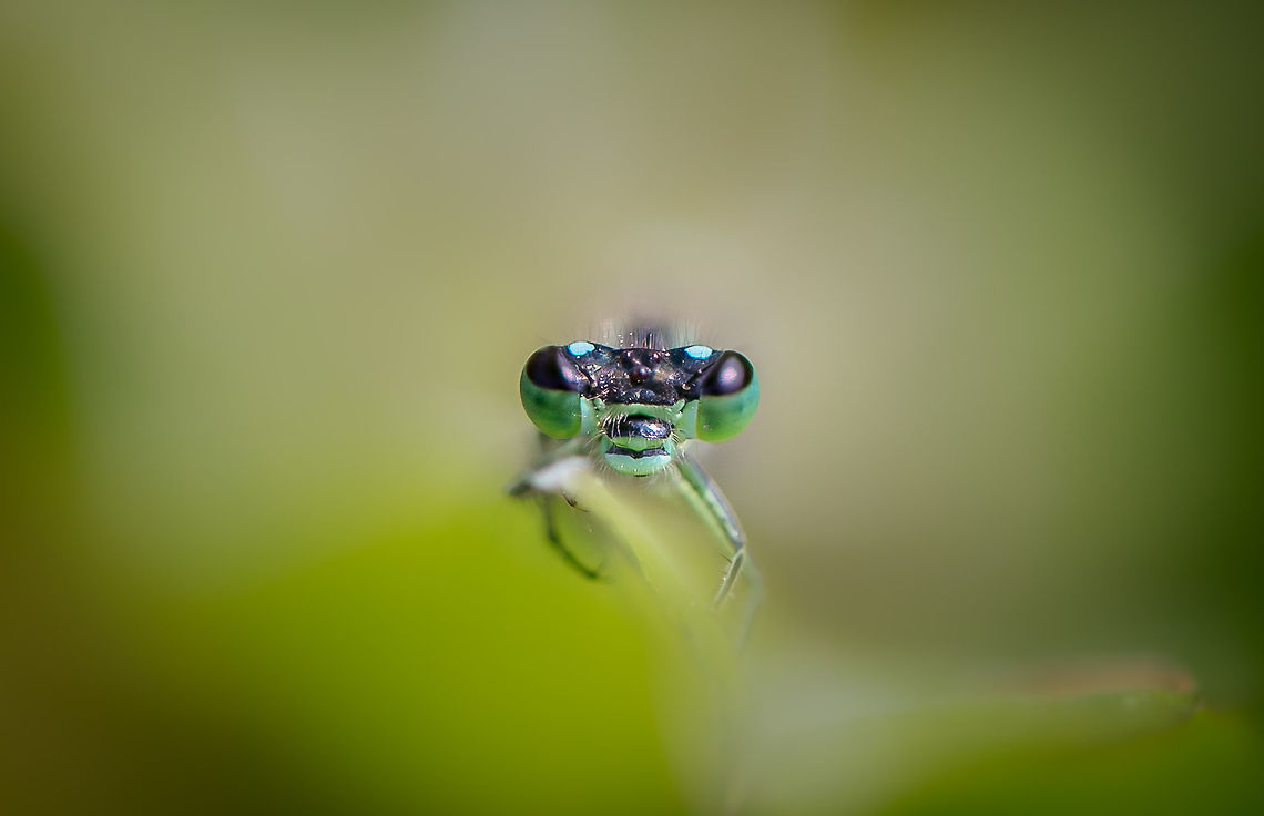 Common Damselfly  Geotagged,Lestes sponsa,Netherlands,Summer