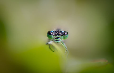 Common Damselfly  Geotagged,Lestes sponsa,Netherlands,Summer