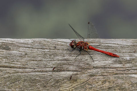 Ruddy Darter-Sympetrum sanguineum  Geotagged,Netherlands,Ruddy Darter,Summer,Sympetrum sanguineum