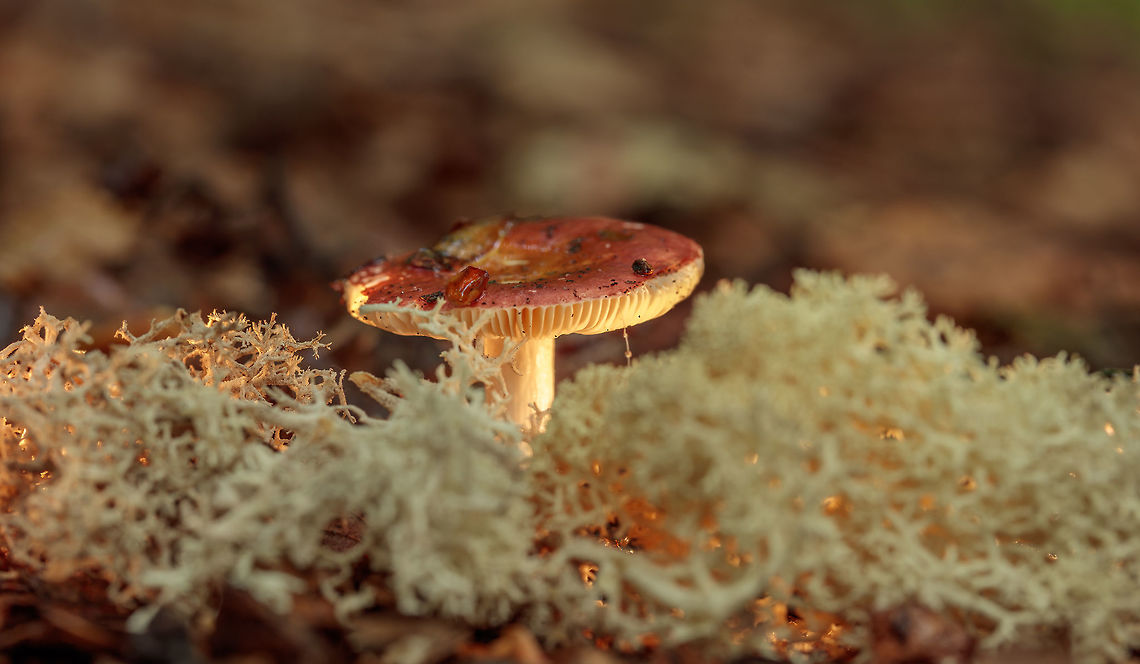 Russula aurea fungus (Amanita)  Geotagged,Gilded brittlegill,Netherlands,Russula aurea,Summer
