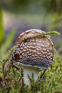 Amanita pantherina (baby) If I'm okay, he's not edible, he's poisonous. Amanita pantherina var. pantherina,European Panther,Geotagged,Netherlands,Summer