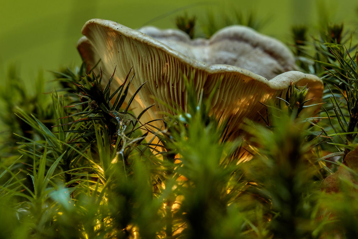 Yellow white russula? I doubt if I have the kind right Geotagged,Netherlands,Summer