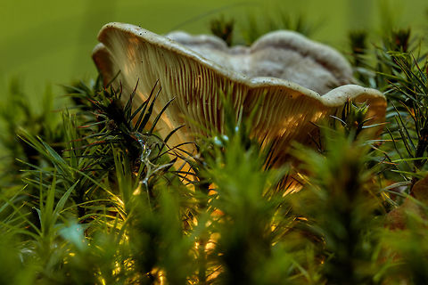 Yellow white russula? I doubt if I have the kind right Geotagged,Netherlands,Summer