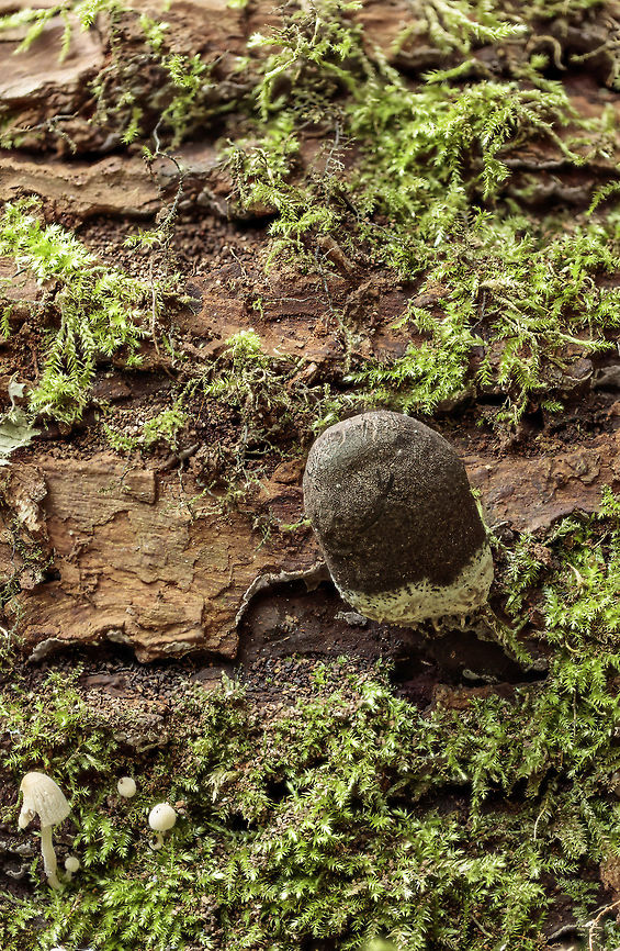 Mushroom?  Geotagged,Netherlands,Summer