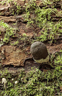 Mushroom?  Geotagged,Netherlands,Summer