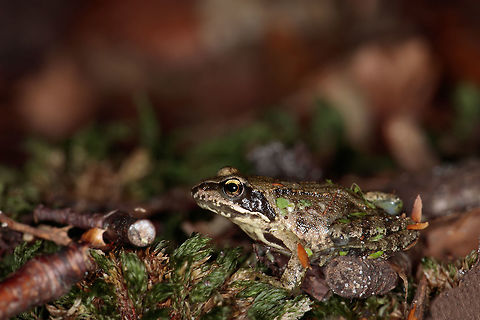 Moor frog This Moor frog I saw in the deciduous forest. He was about two centimeters, so a young animal. Geotagged,Moor frog,Netherlands,Rana arvalis,Summer