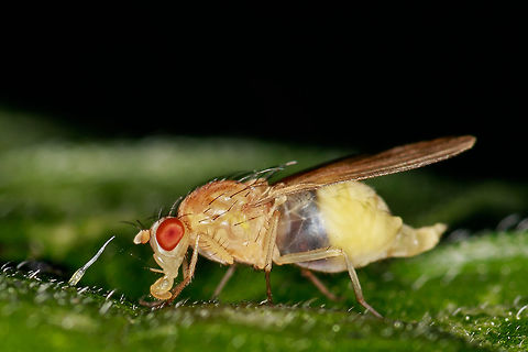 Unknown This animal struck me through the hind limb. I do not assume it's a fly, but do you know what it is? The recording was made in "Het Streekbos" (Enkhuizen, The Netherlands) Geotagged,Netherlands,Summer