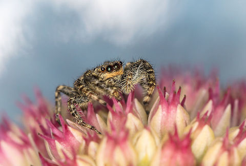 Marpissa muscosa  After long searching I found the name of this jumping spider, at least I hope so. Geotagged,Marpissa muscosa,Netherlands,Summer