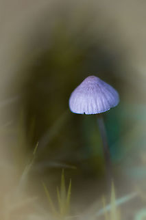 Coprinellus impatiens?  Fall,Geotagged,Netherlands