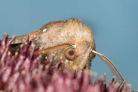 Scoliopteryx libatrix Side view
https://www.jungledragon.com/image/54786/the_herald.html Fall,Geotagged,Netherlands,Scoliopteryx libatrix,The herald