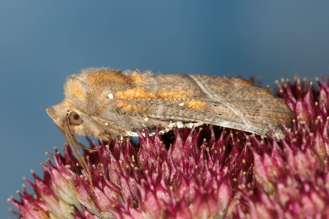 The herald  Fall,Geotagged,Netherlands,Scoliopteryx libatrix,The herald
