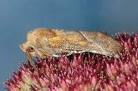 The herald  Fall,Geotagged,Netherlands,Scoliopteryx libatrix,The herald