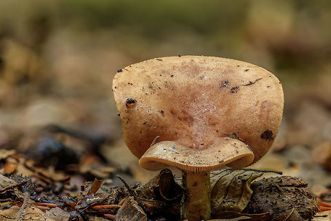 Identification please!! Since there are two mushrooms grown together I have no idea what kind this is, do you have an idea? Geotagged,Netherlands,Summer