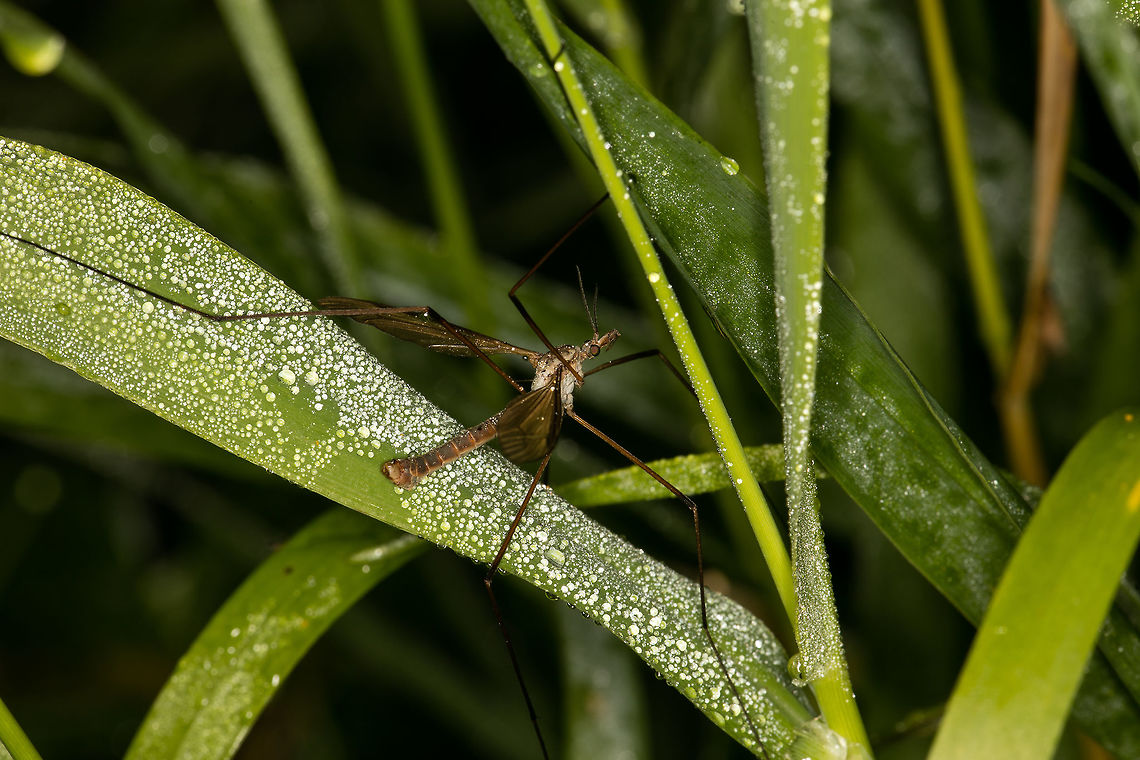 Crane fly  Geotagged,Netherlands,Summer