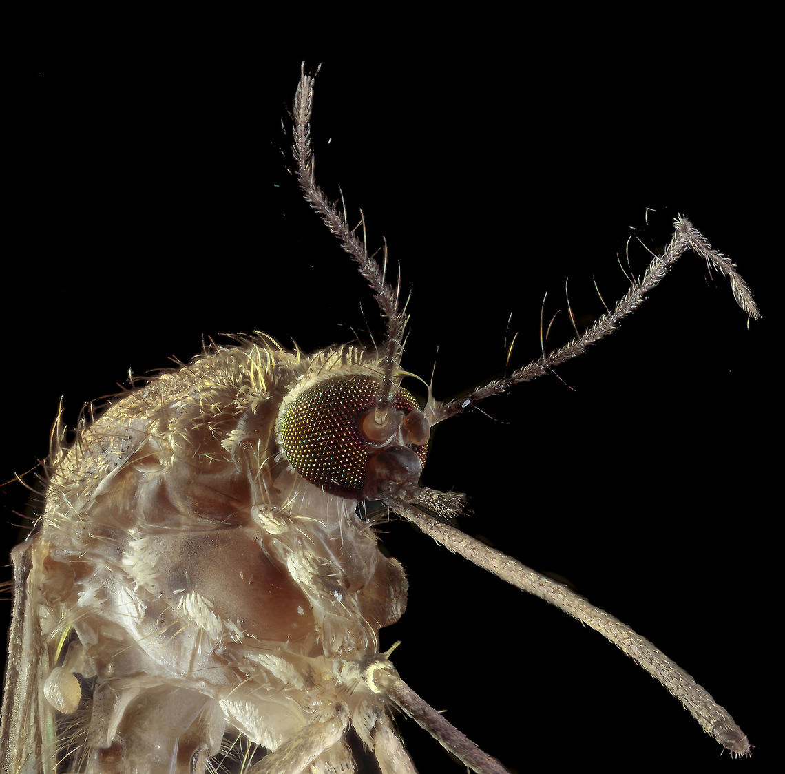 Mosquito This shot was taken with the Canon MP-E65.<br />
<br />
Camera setup: Canon EOS 5Ds R, Lens Canon MP-E 65 @ 5&times;magnification, StackShot automated macro rail. Caruba folding photo studio. Camera was on hand operation.<br />
iso 100, f/5.6, exposure 8 sec., white balance custom, white balance filter Expodisc 2.0, step size 0.06 mm and 93 recording of which 83 used stacked with Zerene Stacker PMax method. Geotagged,Netherlands,Winter