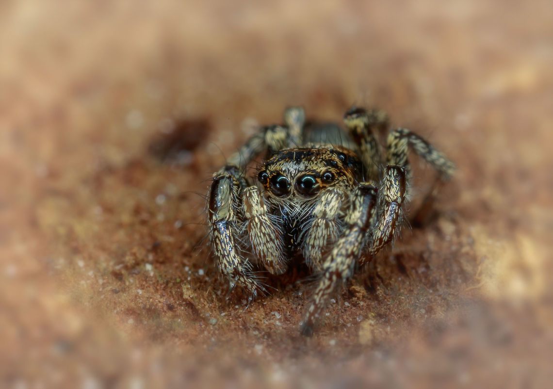 Jumping Spider  Cosmophasis micarioides,Geotagged,Netherlands,Winter
