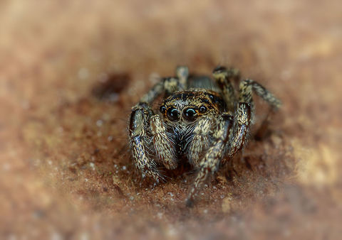Jumping Spider  Cosmophasis micarioides,Geotagged,Netherlands,Winter