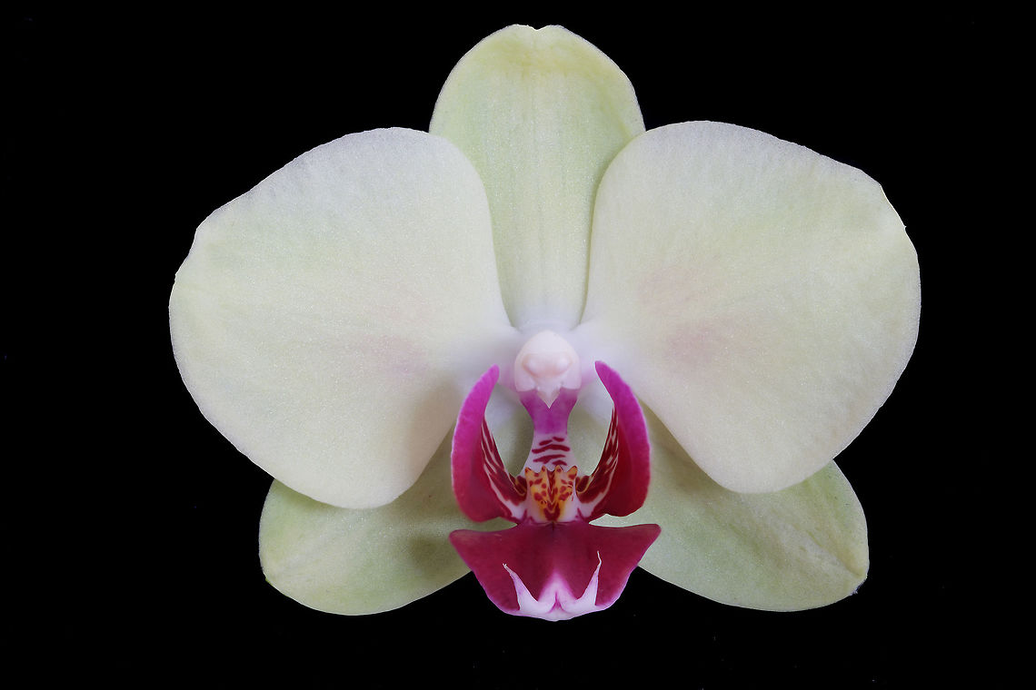 orgidee  Geotagged,Netherlands,Spring