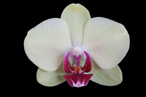 orgidee  Geotagged,Netherlands,Spring