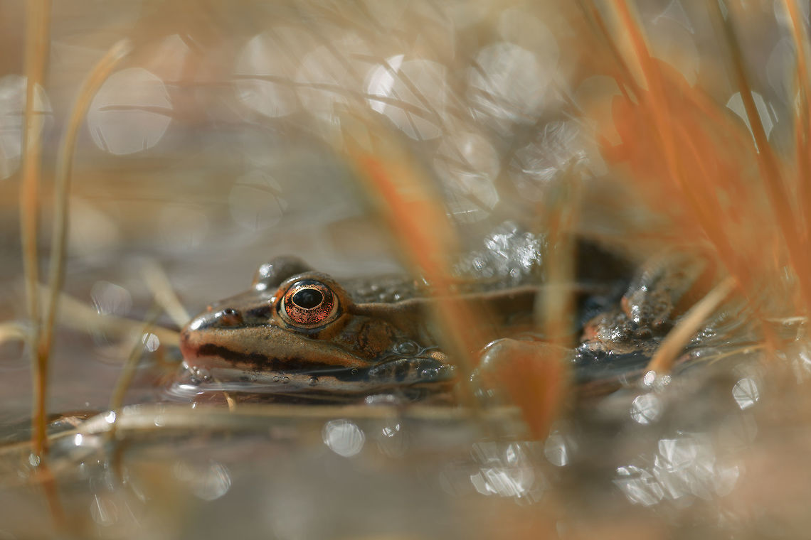Pelophylax ridibundus  Geotagged,Marsh Frog,Netherlands,Pelophylax ridibundus,Spring