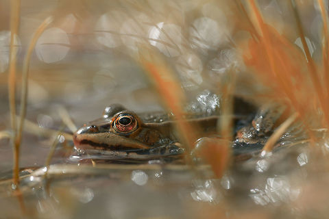 Pelophylax ridibundus  Geotagged,Marsh Frog,Netherlands,Pelophylax ridibundus,Spring