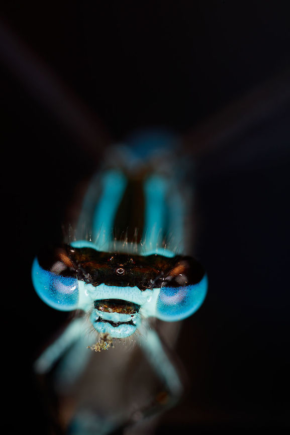 Damselfly This is a single shot with the Canon MP E-65 at three times magnification. Geotagged,Netherlands,Spring