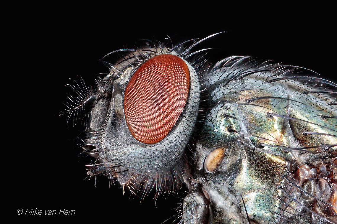 House_fly I am quite busy with my work, but I was pretty free today so I could finally do what I like to do. See the result here.<br />
<br />
<br />
Camera setup: Canon EOS 5Ds R, Lens Canon MP-E 65 @ 5 &times; magnification, StackShot automated macro rail. Caruba folding photo studio. Camera was on hand operation.<br />
iso 100, f / 5.6, exposure 1/200 sec., white balance custom, white balance filter and ring strobe used. Step size 0.07 mm and 37 images stacked with Helicon Focus 7.<br />
<br />
I am very curious if my photos are still appreciated after a long time.<br />
<br />
Greeting,<br />
Mike Fall,Geotagged,Netherlands