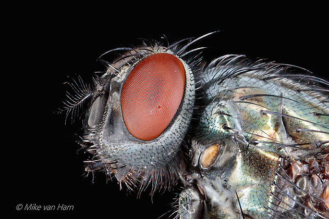 House_fly I am quite busy with my work, but I was pretty free today so I could finally do what I like to do. See the result here.


Camera setup: Canon EOS 5Ds R, Lens Canon MP-E 65 @ 5 &times; magnification, StackShot automated macro rail. Caruba folding photo studio. Camera was on hand operation.
iso 100, f / 5.6, exposure 1/200 sec., white balance custom, white balance filter and ring strobe used. Step size 0.07 mm and 37 images stacked with Helicon Focus 7.

I am very curious if my photos are still appreciated after a long time.

Greeting,
Mike Fall,Geotagged,Netherlands