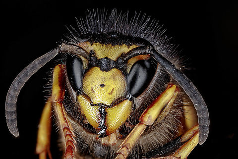 Wasp  Geotagged,Netherlands,Winter