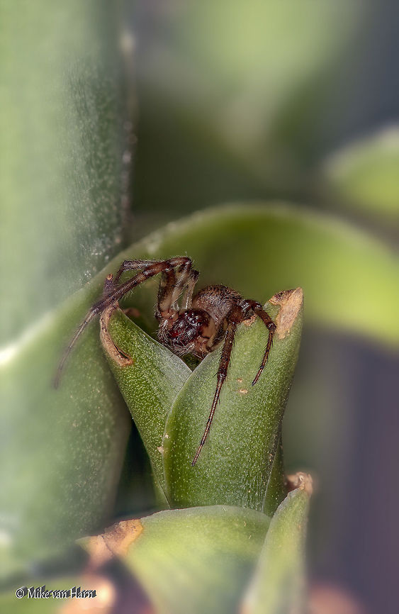 Spider  Geotagged,Netherlands,Spring
